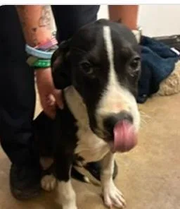 A baby medium-sized male Mixed Breed dog named Odin for adoption in West Chester, PA