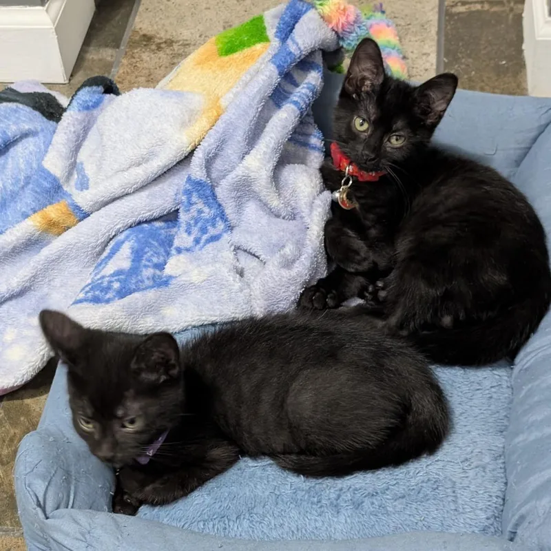 A baby small-sized female Black Domestic Short Hair cat named Villa for adoption in Madison, WI