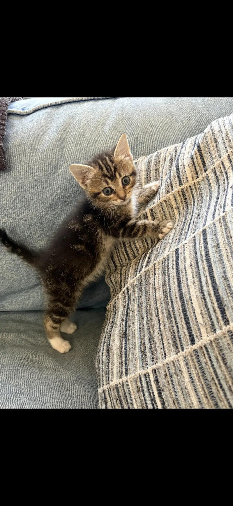 A baby small-sized female Tortoiseshell cat named Beanyonce And Mocha Bean for adoption in Hickory, NC