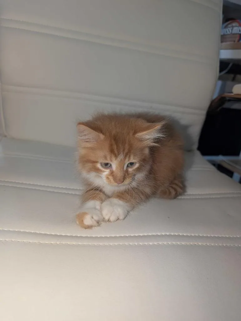 A baby medium-sized female Domestic Short Hair cat named Sunrise for adoption in Athens, AL