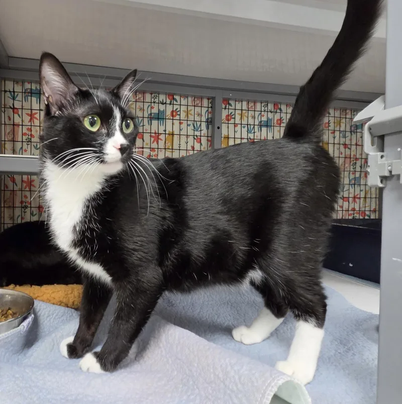 A young medium-sized male Black & White / Tuxedo Domestic Short Hair cat named Thoren for adoption in Satellite Beach, FL