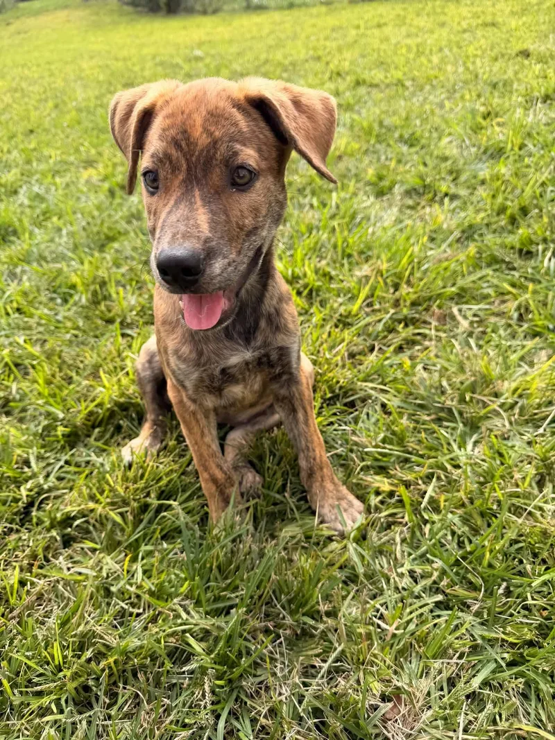 A baby large-sized female Shepherd dog named Cinnamon for adoption in Succasunna, NJ