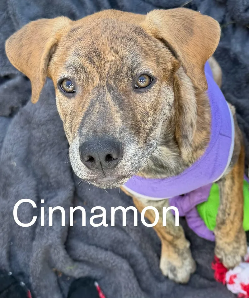 Cinnamon thumbnail 4