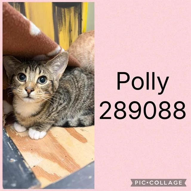 A baby small-sized female Domestic Short Hair cat named Polly for adoption in Macon, GA