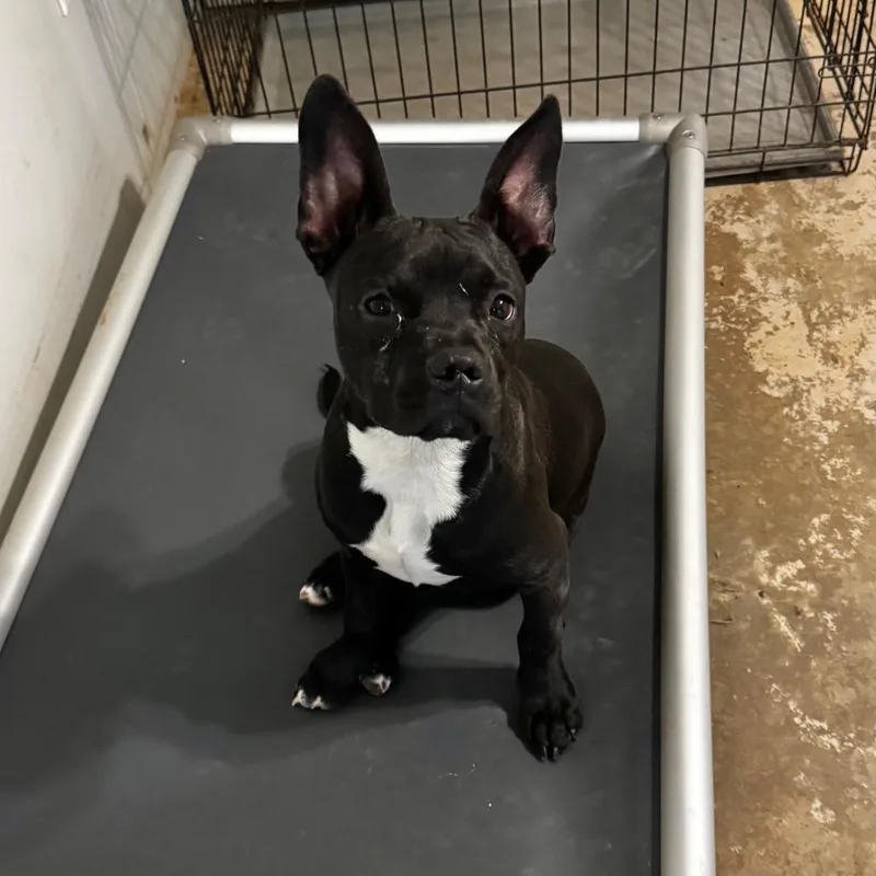 A young small-sized male Black Terrier dog named Firework for adoption in Brownsboro, AL