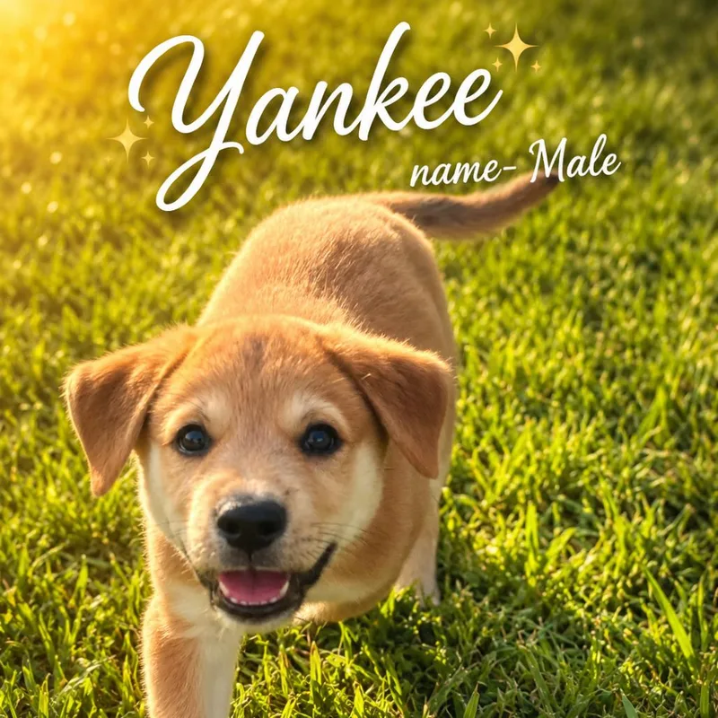 A baby medium-sized male Labrador Retriever dog named Yankee for adoption in Wadena, MN