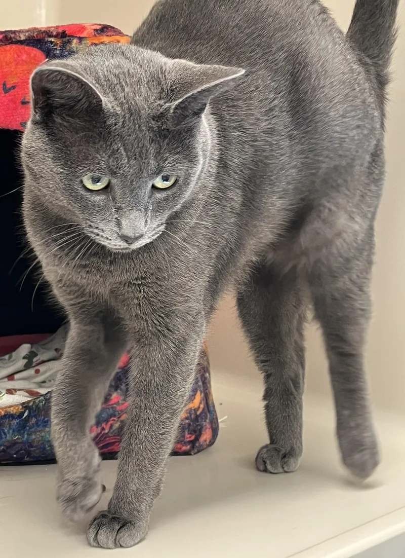 A young medium-sized female Domestic Short Hair cat named Grace for adoption in Harrison, NY
