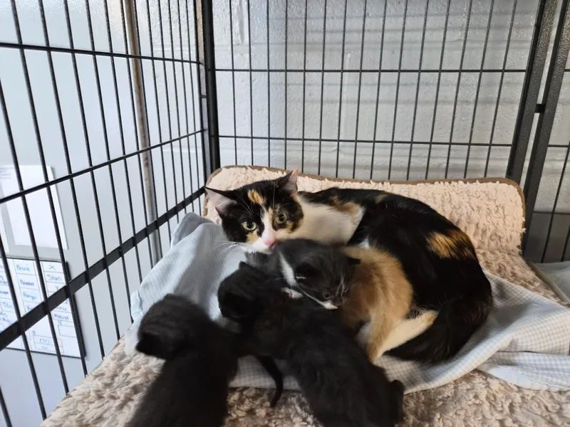 A young medium-sized female Domestic Short Hair cat named Delta for adoption in Hermitage, PA