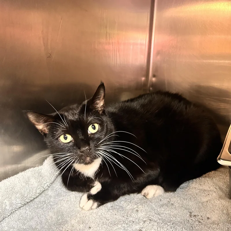 An adult medium-sized female Black & White / Tuxedo Domestic Short Hair cat named Mavis for adoption in Myerstown, PA
