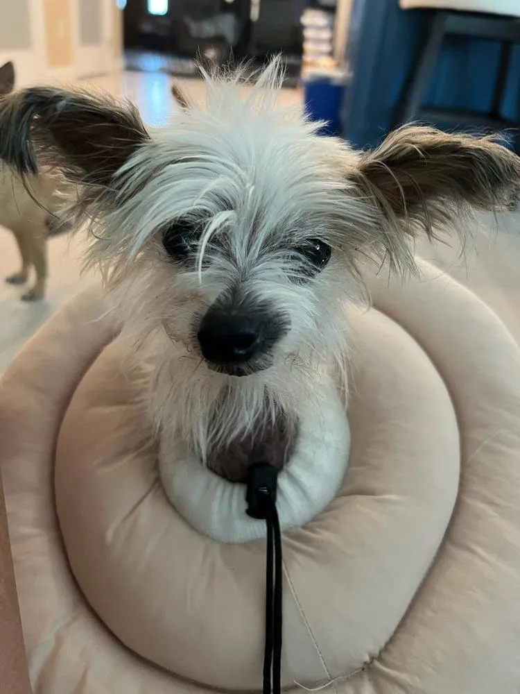 A senior small-sized female Chinese Crested Dog dog named Crestie for adoption in Pomona, CA