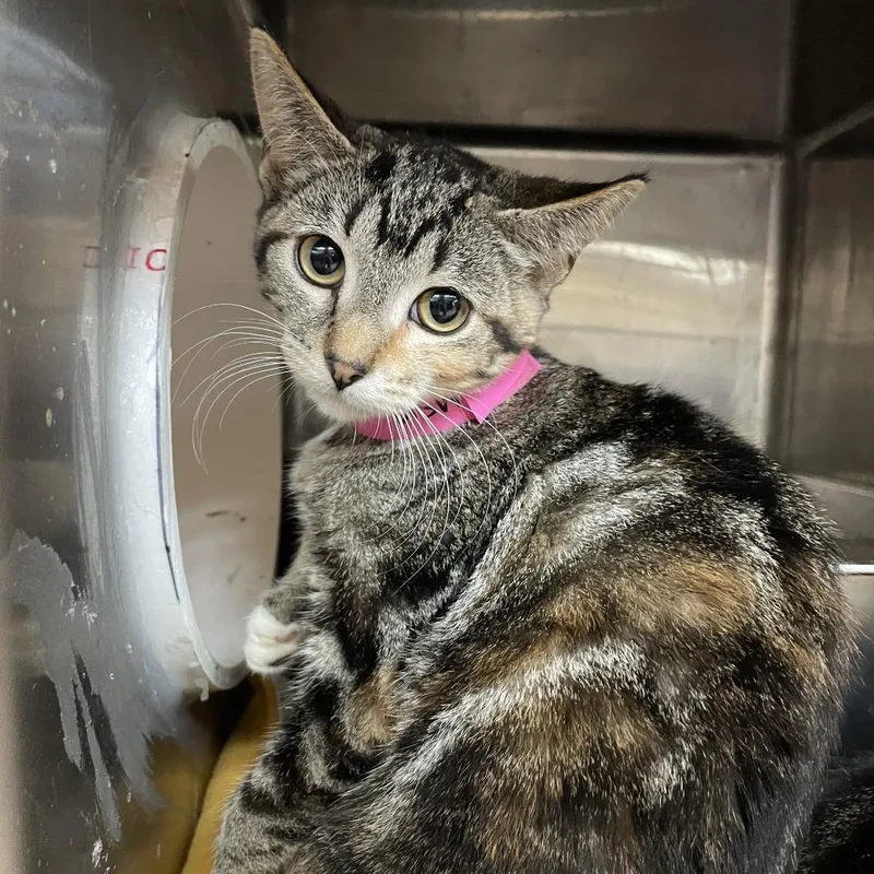 A baby small-sized female Orange / Red Domestic Short Hair cat named Aunt May for adoption in Madison, WI