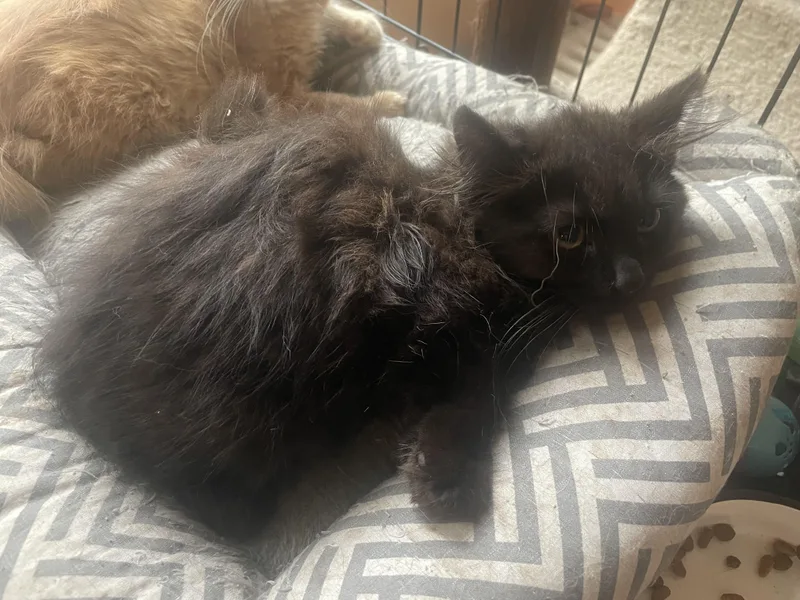 A baby small-sized female Maine Coon cat named Bonnie for adoption in Troy, NY