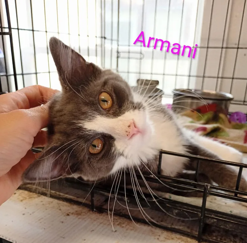 Armani thumbnail 2