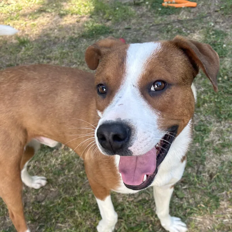 A young medium-sized male Brown / Chocolate Terrier dog named Fido for adoption in POLKTON, NC