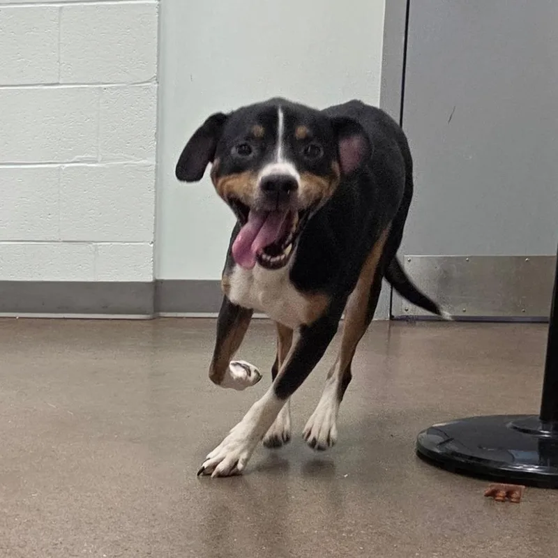 An adult medium-sized male Black Coonhound dog named Stoney for adoption in Chattanooga, TN