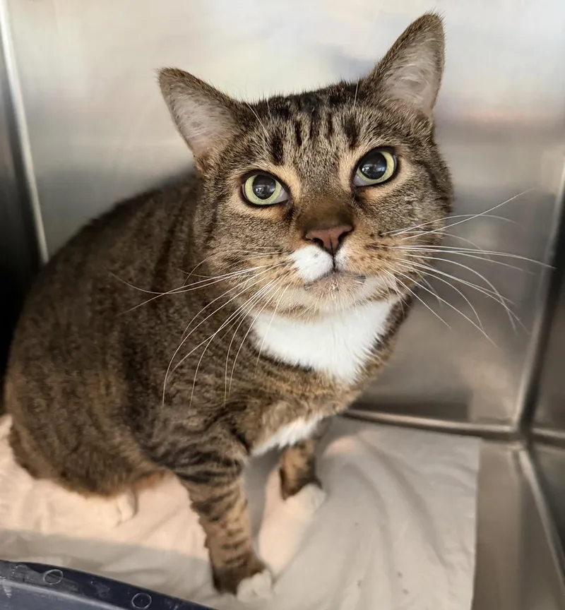 An adult medium-sized male Domestic Short Hair cat named Abu for adoption in Pahrump, NV