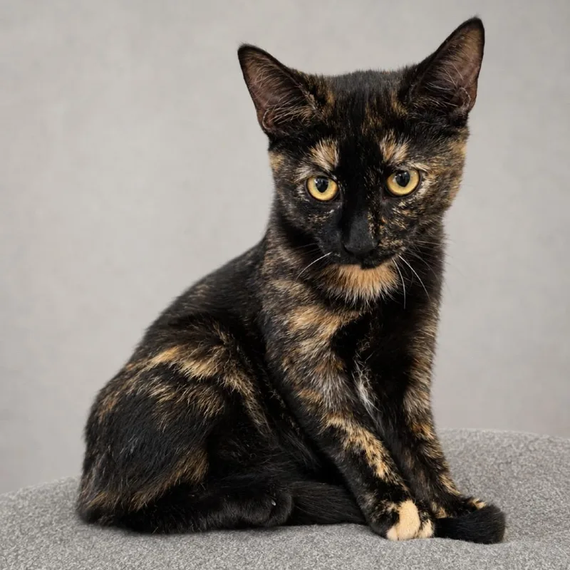 A baby small-sized female Tortoiseshell Domestic Short Hair cat named Rosie for adoption in Hemet, CA