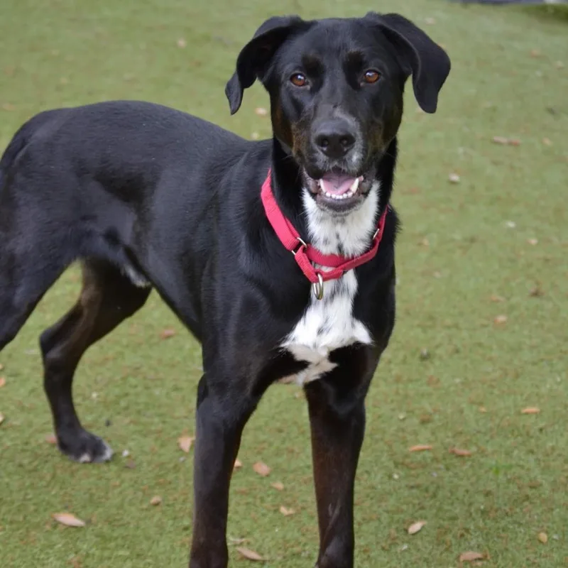 A senior large-sized male Black Mixed Breed dog named Carlisle for adoption in Titusville, FL