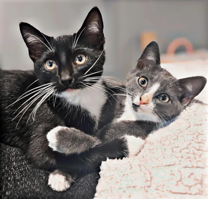 A baby small-sized female Gray / Blue / Silver Domestic Short Hair cat named Roo for adoption in Newport, KY