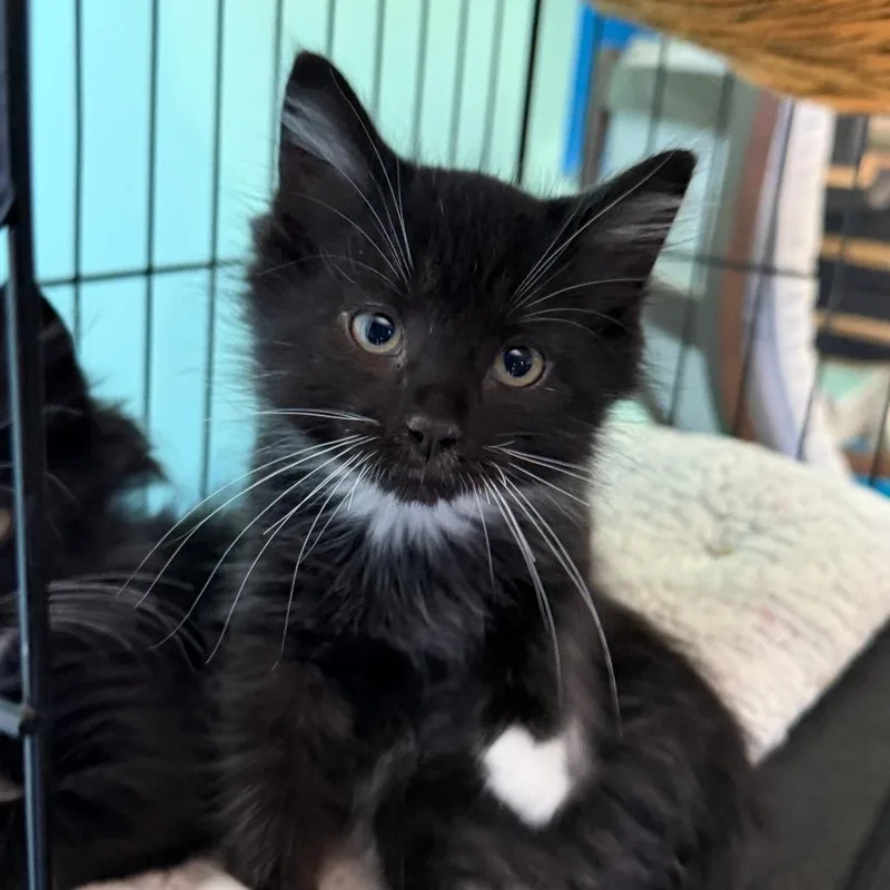 A baby small-sized male Black Domestic Medium Hair cat named Gemini for adoption in Marion, VA