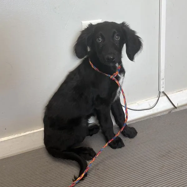 A baby medium-sized male Flat-Coated Retriever dog named River for adoption in Salt Lake City, UT
