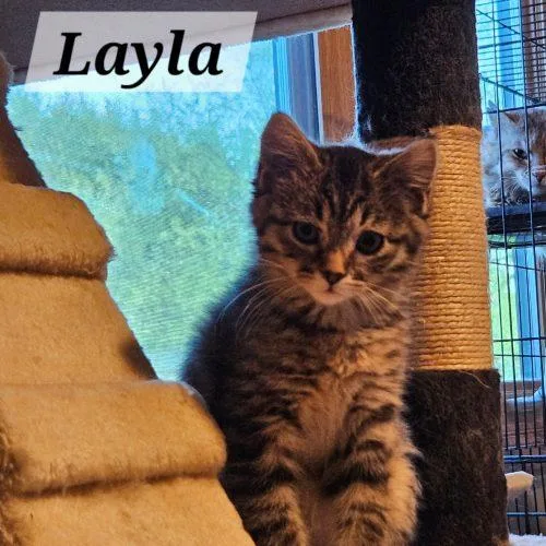 A baby small-sized female Tabby (Brown / Chocolate) Domestic Short Hair cat named Layla for adoption in Kenosha, WI