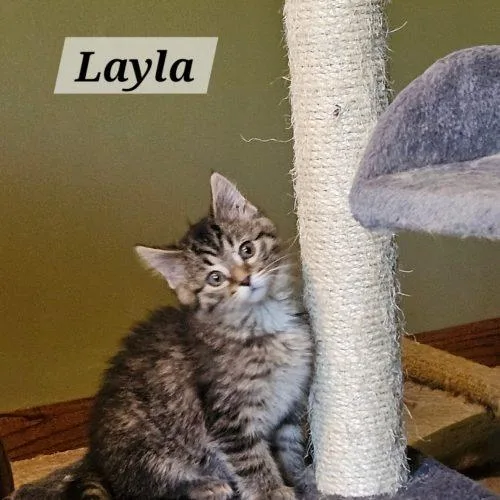 Layla thumbnail 2