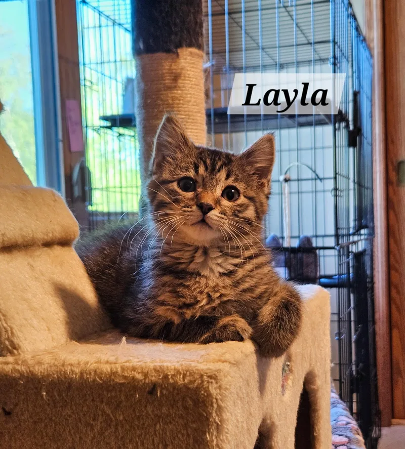 Layla thumbnail 4