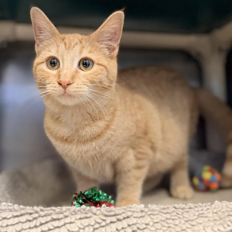 A baby medium-sized female Tabby (Orange / Red) Domestic Short Hair cat named Kennedy for adoption in Columbus, OH