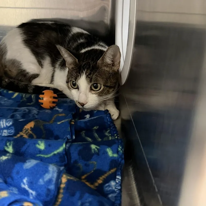 A young medium-sized female Domestic Short Hair cat named Finnley for adoption in Lakeland, FL