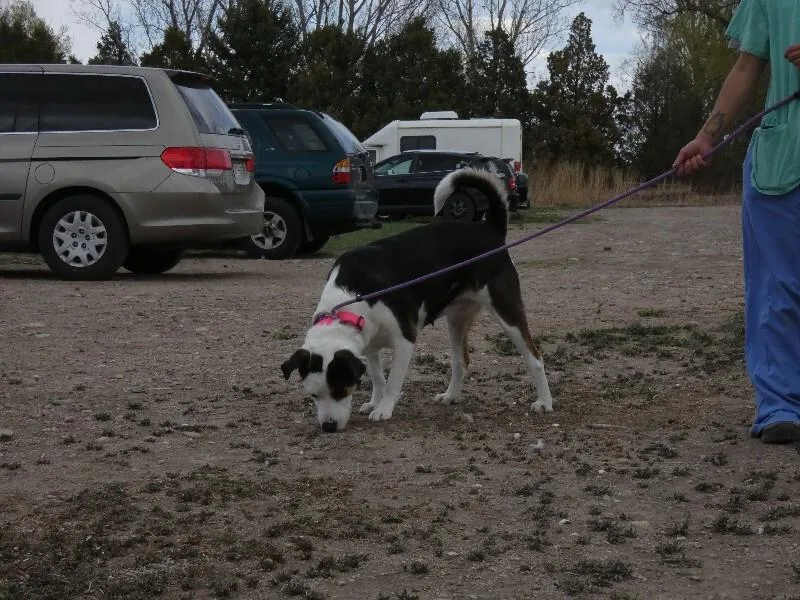 Aubergine thumbnail 2