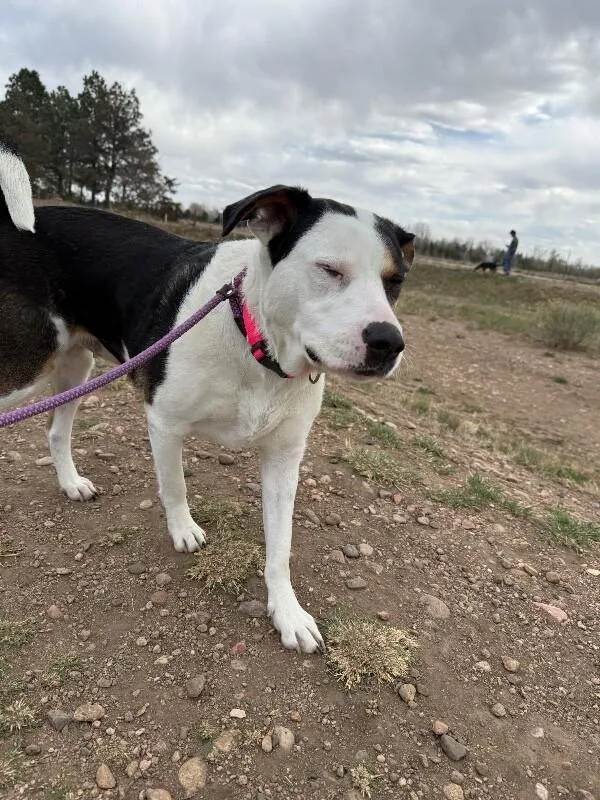 Aubergine thumbnail 3