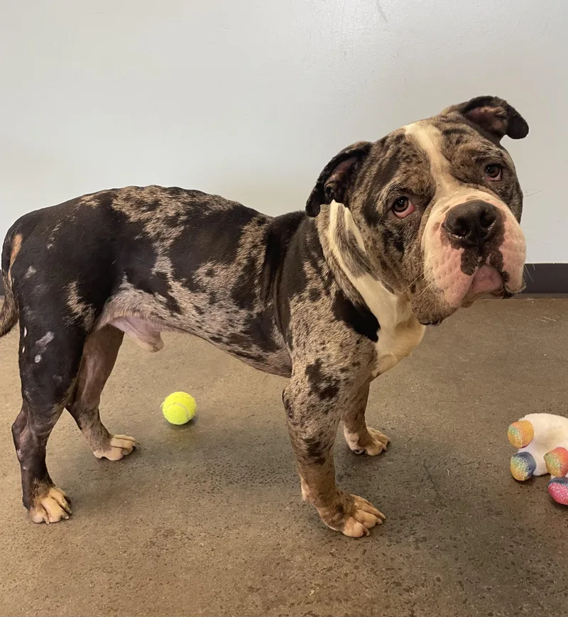An adult large-sized male Merle (Blue) Mixed Breed dog named Kip for adoption in Mishawaka, IN