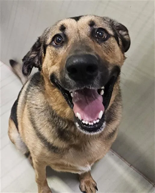 An adult large-sized male German Shepherd Dog dog named Archer for adoption in Bakersfield, CA