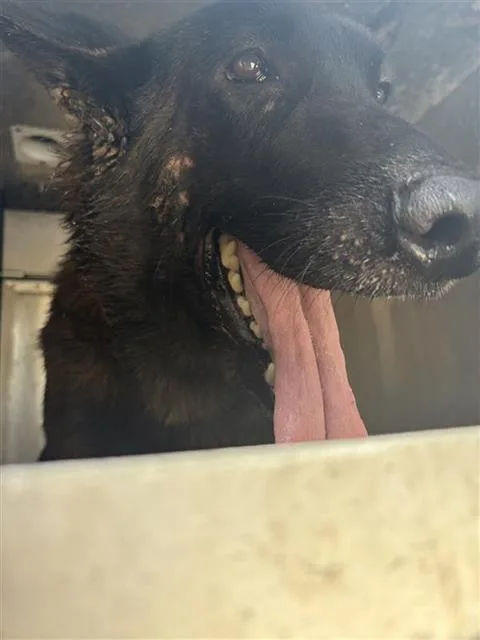 An adult large-sized male German Shepherd Dog dog named Rocky for adoption in San Antonio, TX