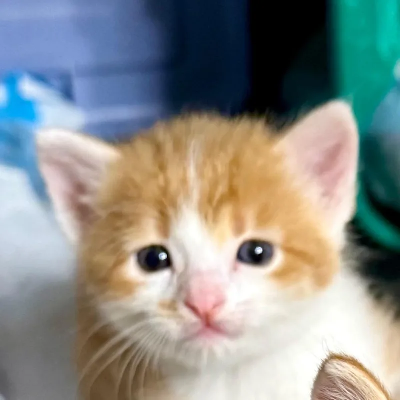 A baby small-sized male Orange / Red Domestic Short Hair cat named Kiwi for adoption in Kansas City, MO