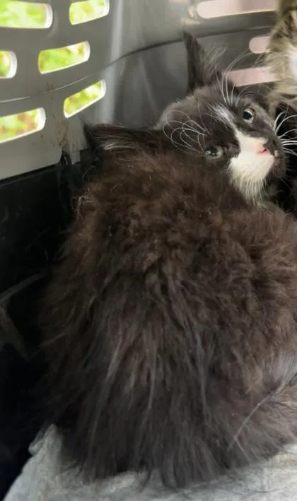 A baby small-sized male Domestic Short Hair cat named Legolas for adoption in West Chester, PA