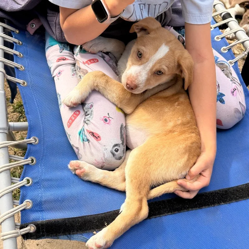 Raspberry Tart thumbnail 2