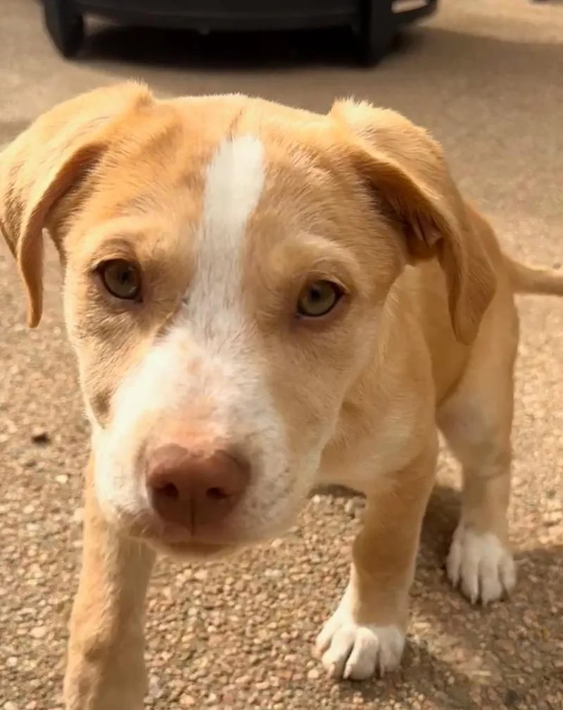 Raspberry Tart thumbnail 3