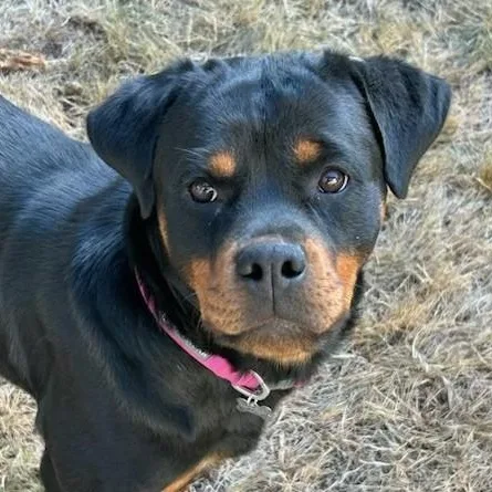 Stella