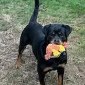 Stella thumbnail 2
