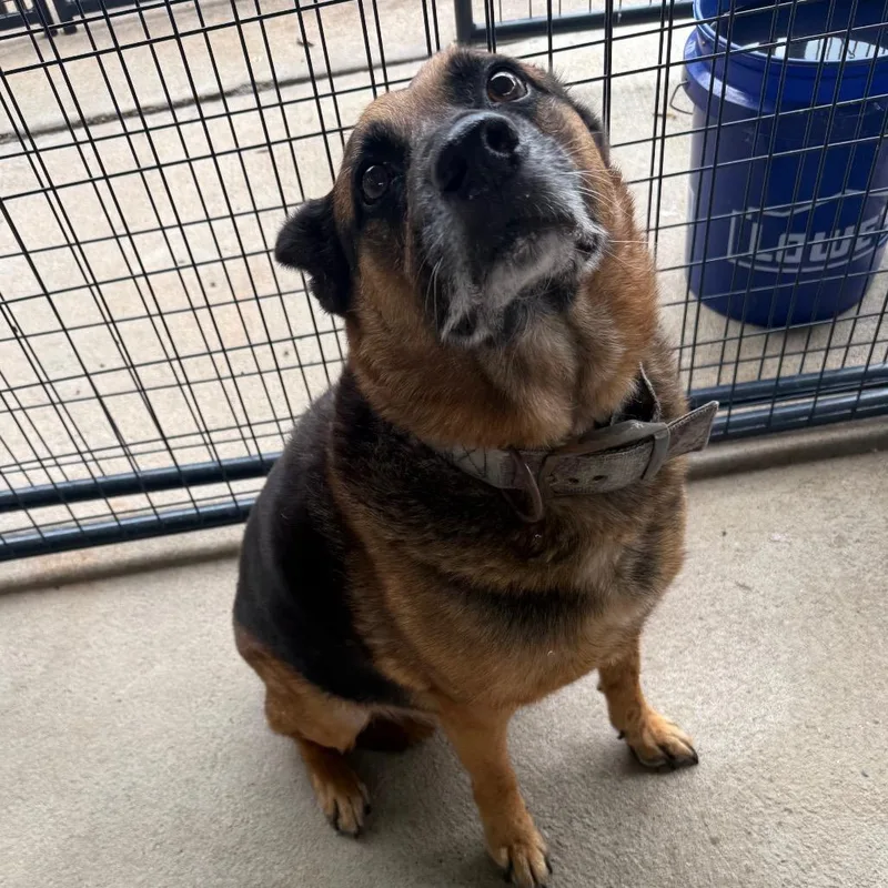 A senior large-sized male Brown / Chocolate German Shepherd Dog dog named Grumplemintz for adoption in Lake Jackson, TX