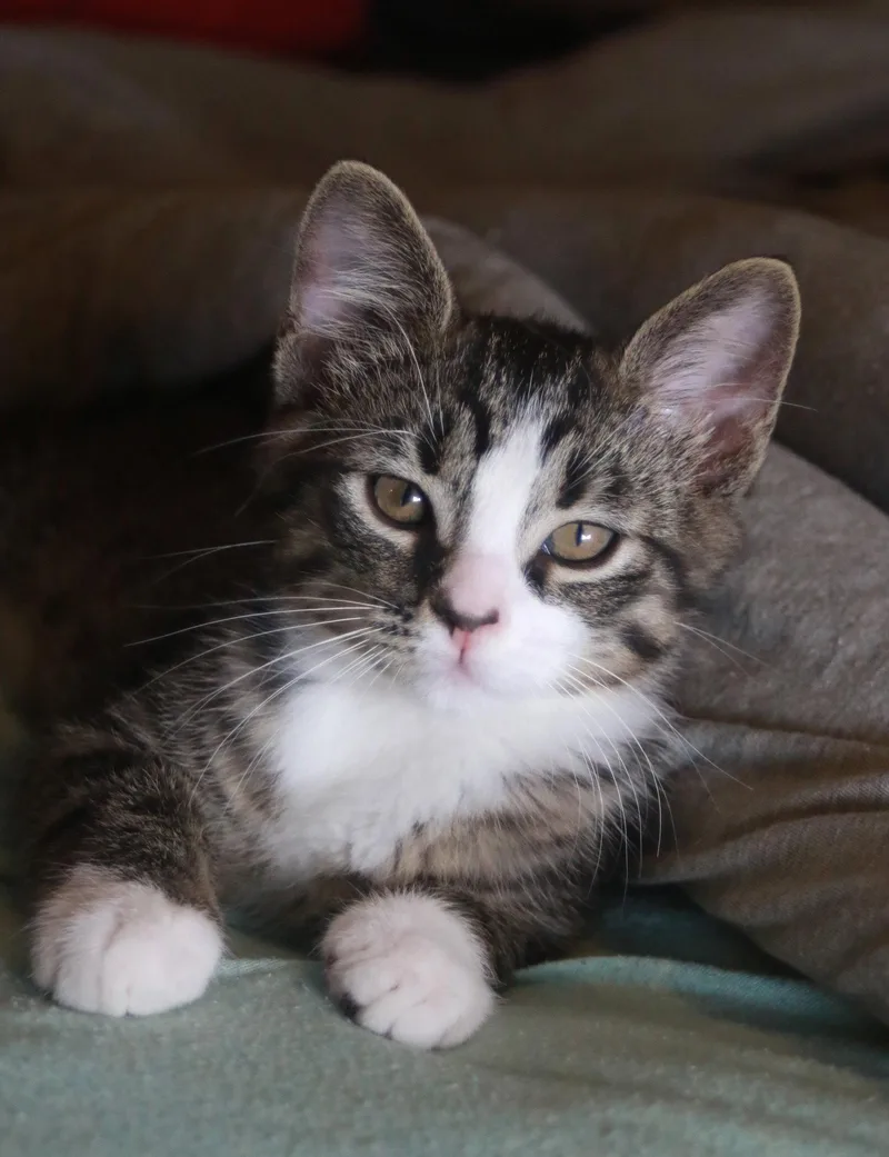 A baby small-sized male Tabby cat named Jagger for adoption in Mankato, MN