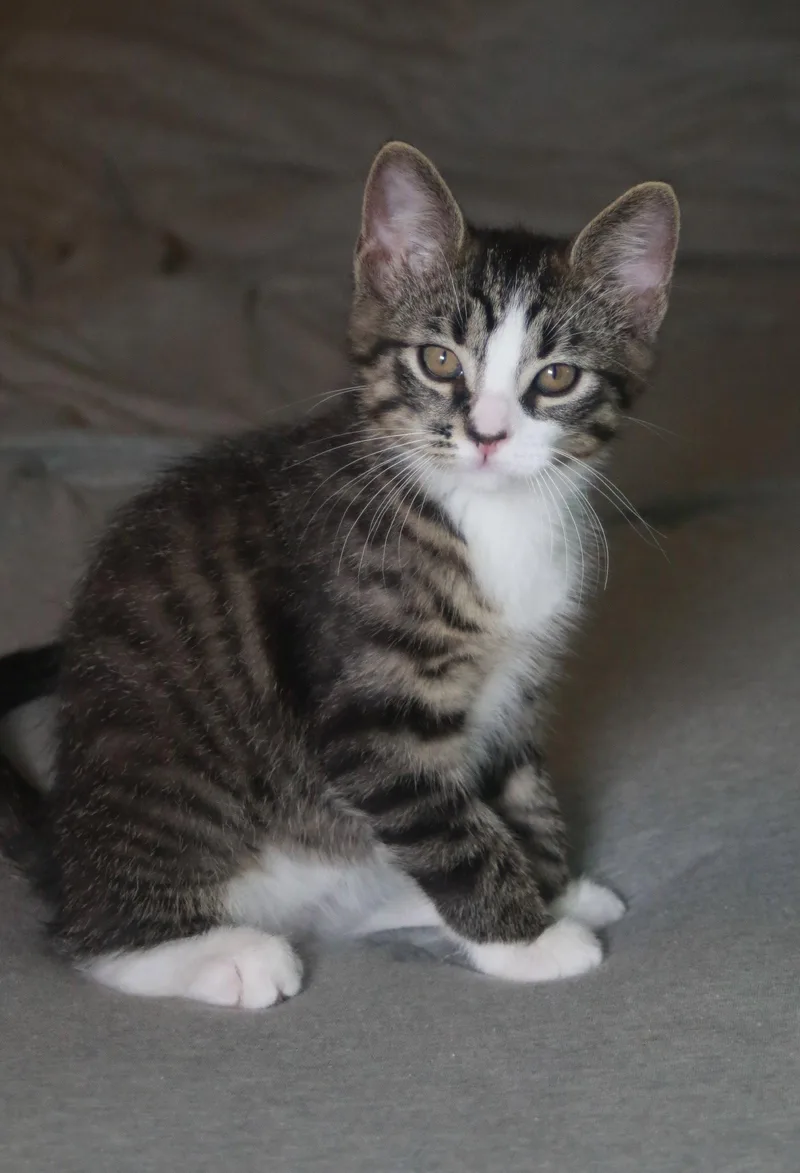 Jagger thumbnail 3