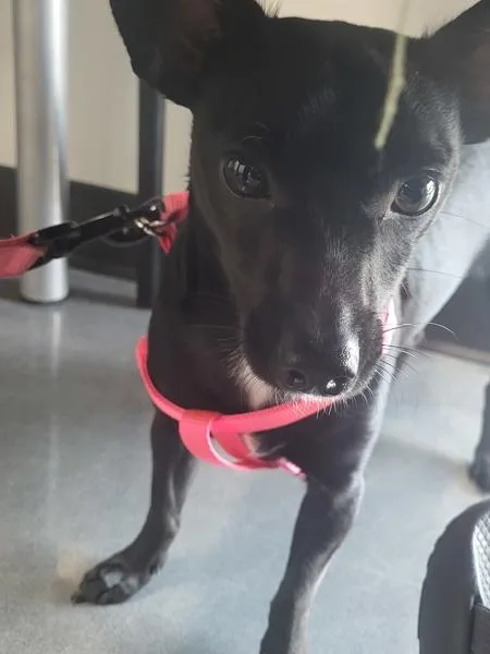 An adult small-sized female Chihuahua dog named Pen Lucky for adoption in Lawrenceville, GA