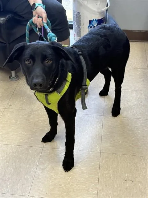 A young medium-sized female Labrador Retriever dog named Stacey for adoption in Killeen, TX