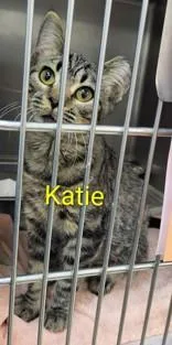 A young small-sized female Brown / Chocolate Domestic Short Hair cat named Katie for adoption in Moline, IL