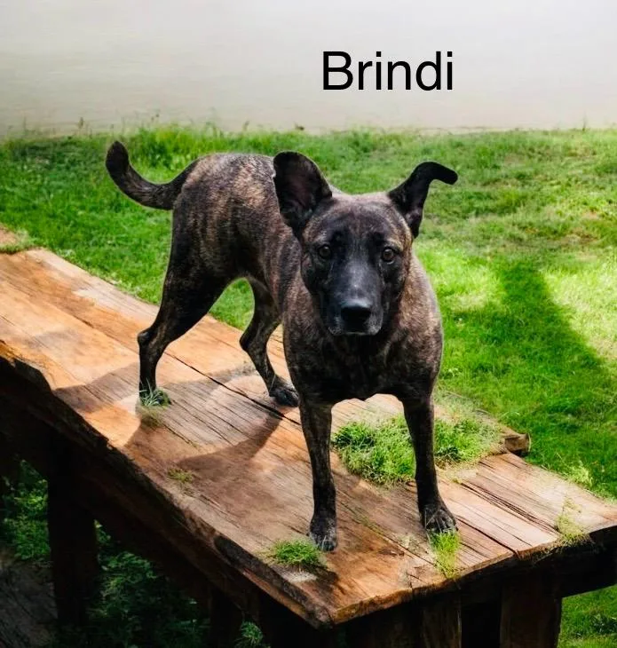 Brindi