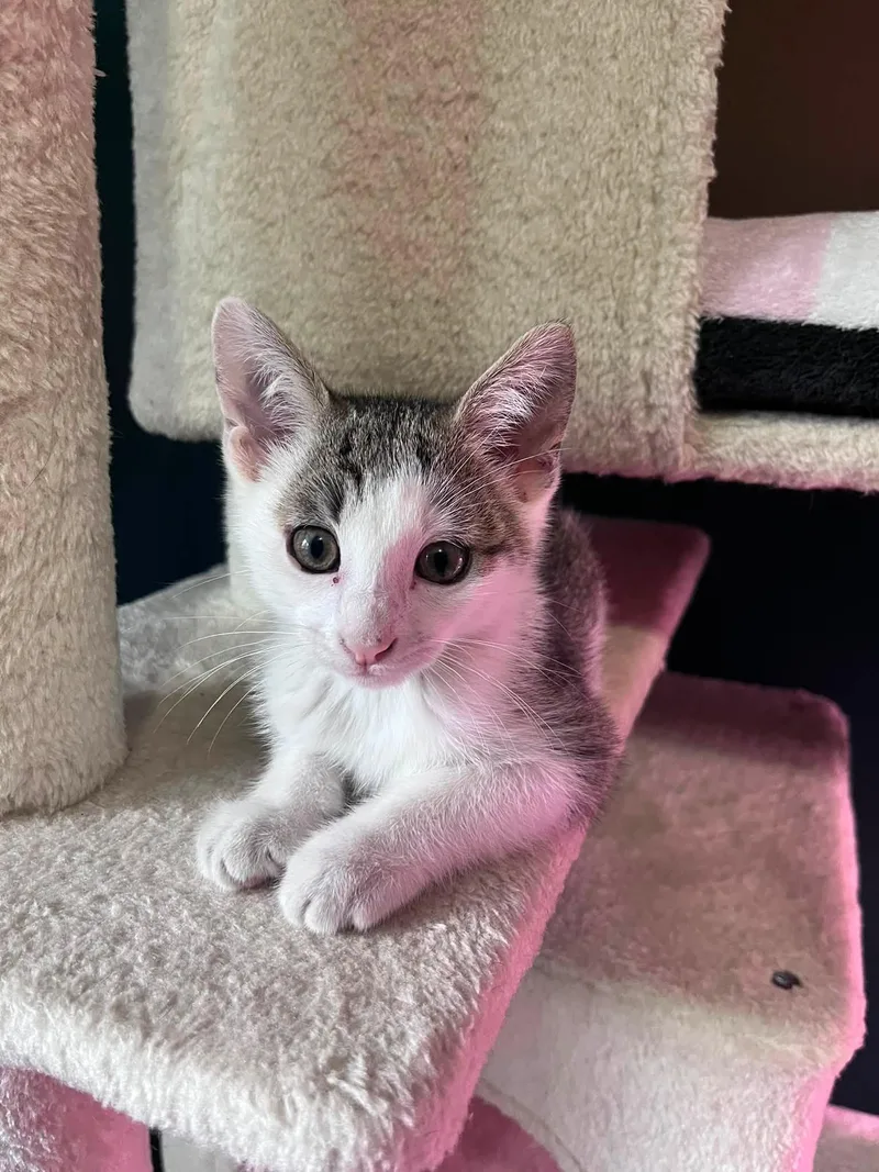 A baby medium-sized male Tabby (Gray / Blue / Silver) Tabby cat named Rocky for adoption in Omaha, NE