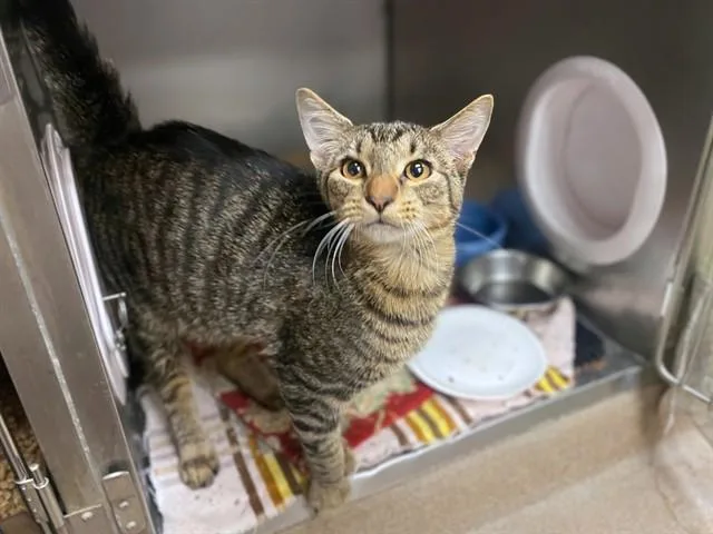 A young small-sized male Domestic Short Hair cat named Churro for adoption in Fort Wayne, IN